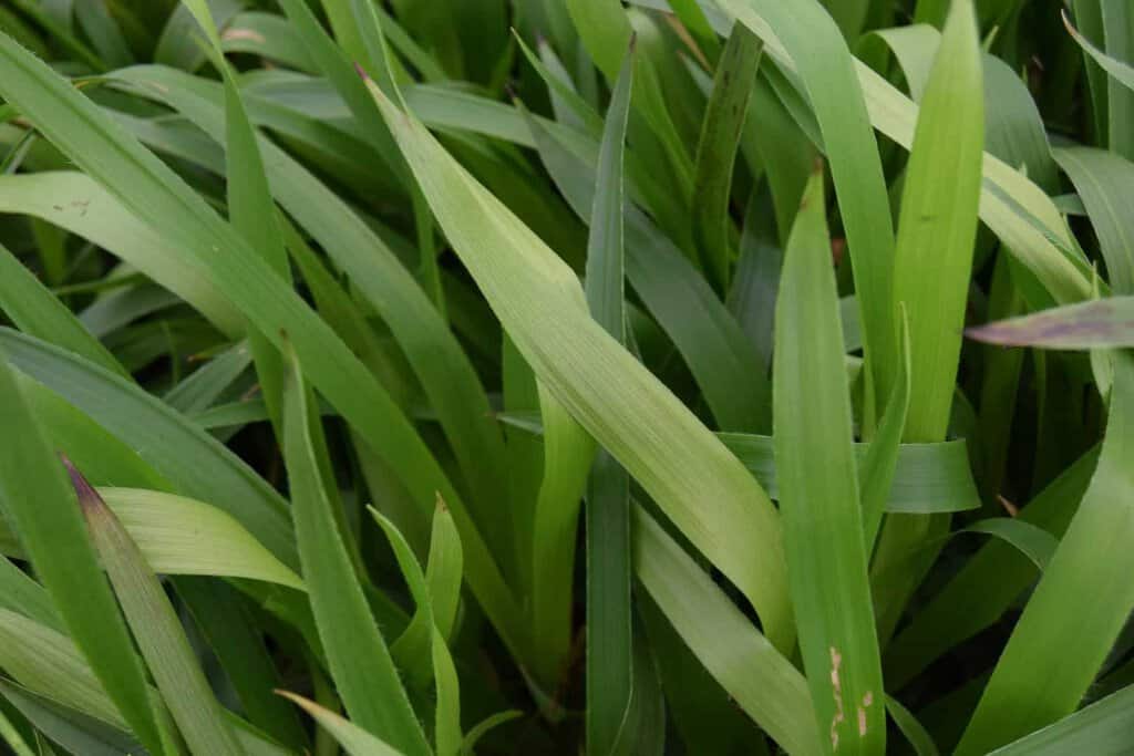 Luzula sylvatica ---